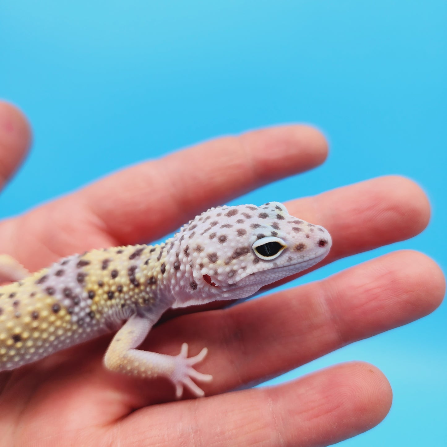 Male Pure Fasciolatus Leopard Gecko