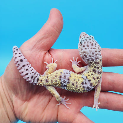 Male Pure Fasciolatus Leopard Gecko