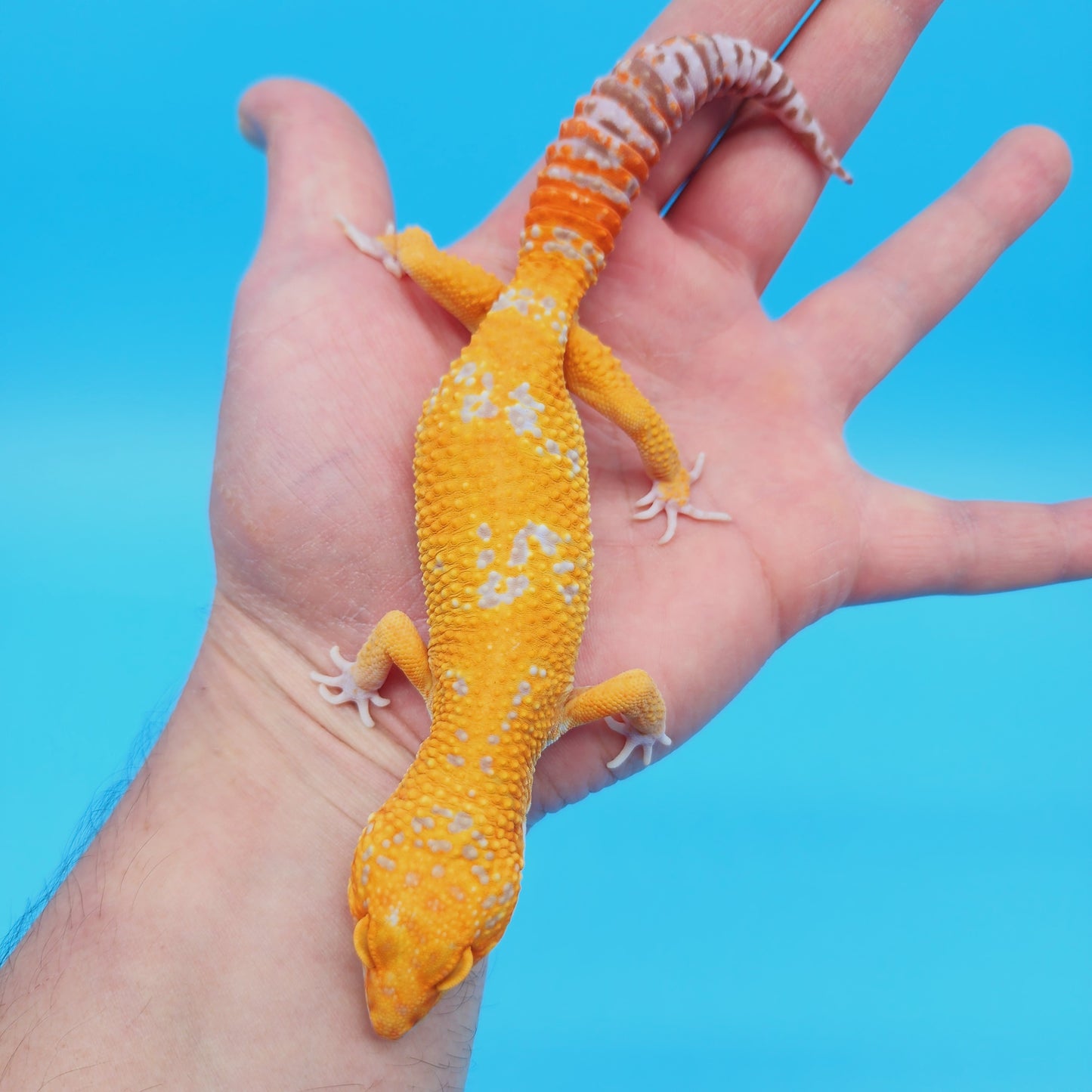 Male Manferno Tangerine Tremper Albino Leopard Gecko