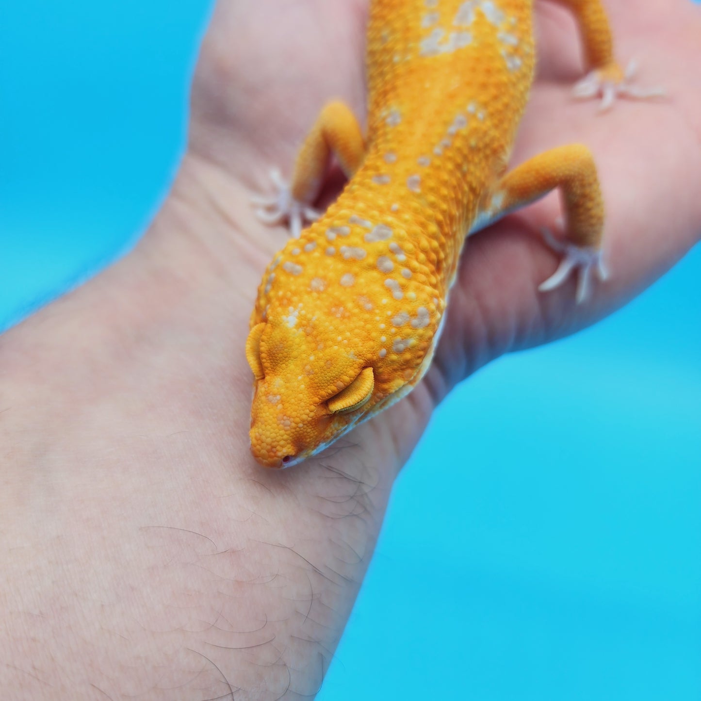 Male Manferno Tangerine Tremper Albino Leopard Gecko