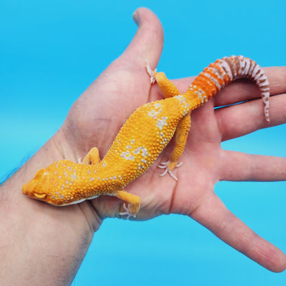 Male Manferno Tangerine Tremper Albino Leopard Gecko