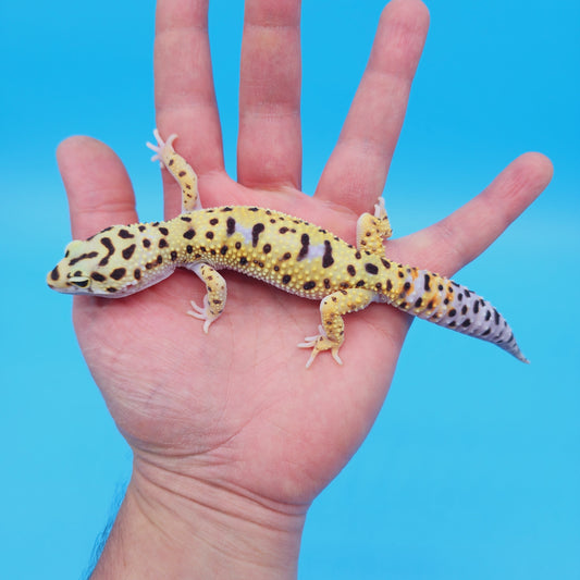 Male Afghan Bold Bandit White & Yellow Leopard Gecko