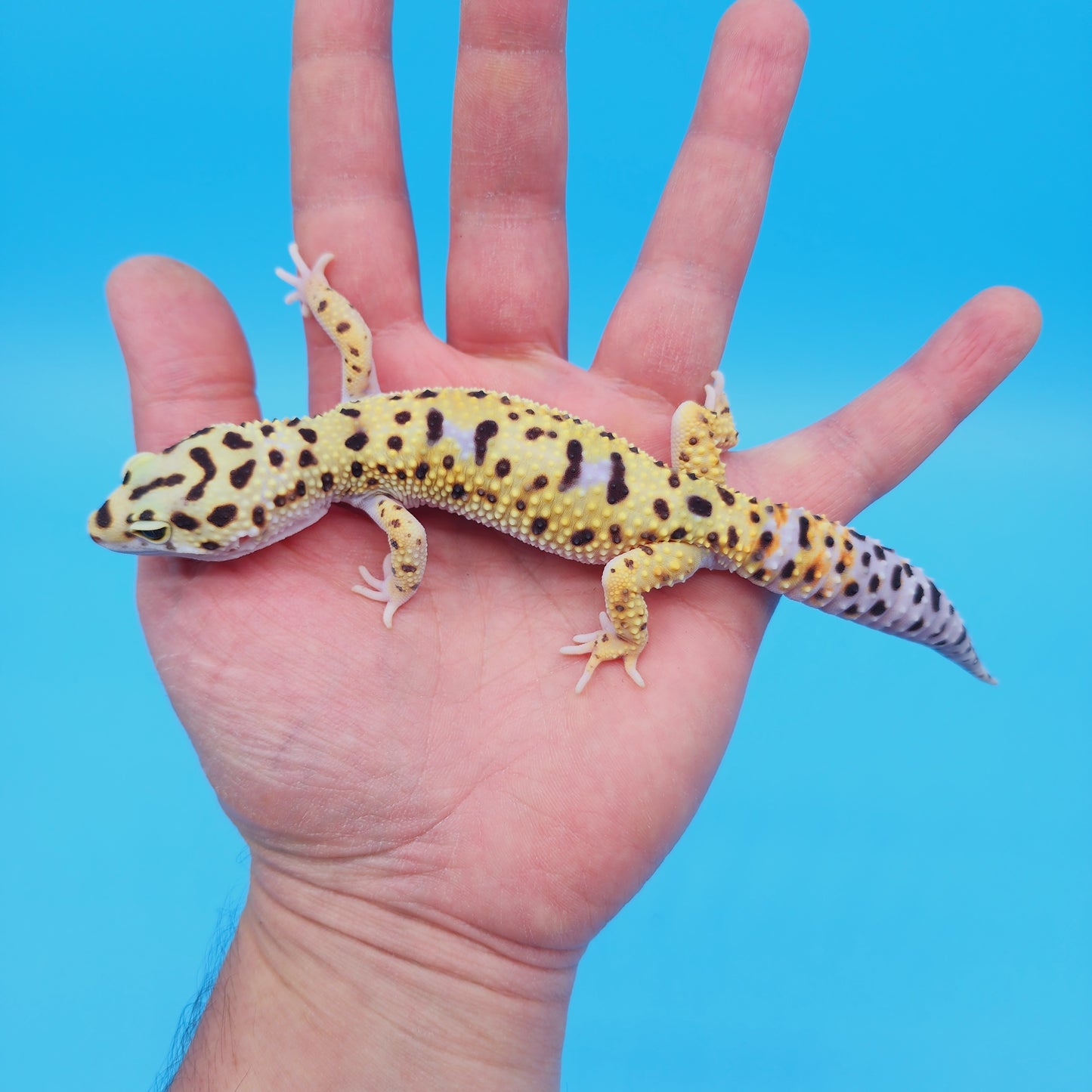 Male Afghan Bold Bandit White & Yellow Leopard Gecko