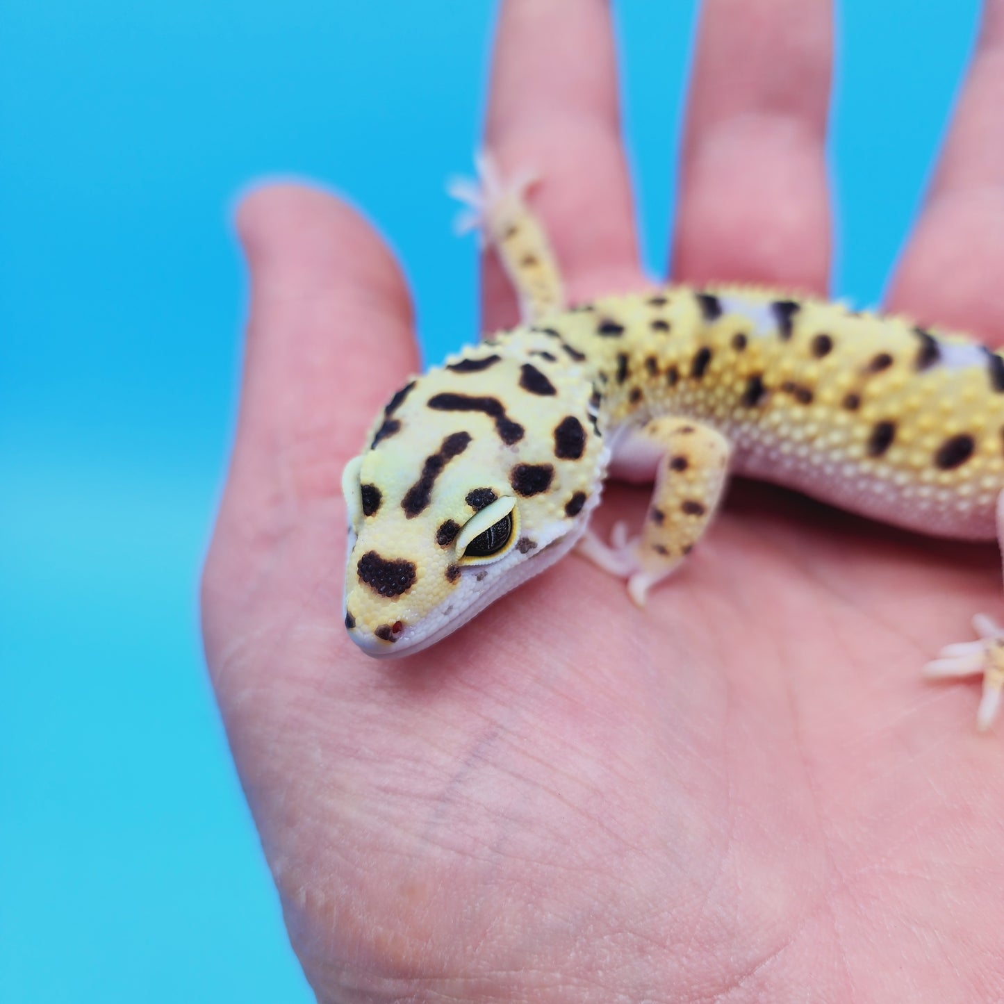 Male Afghan Bold Bandit White & Yellow Leopard Gecko