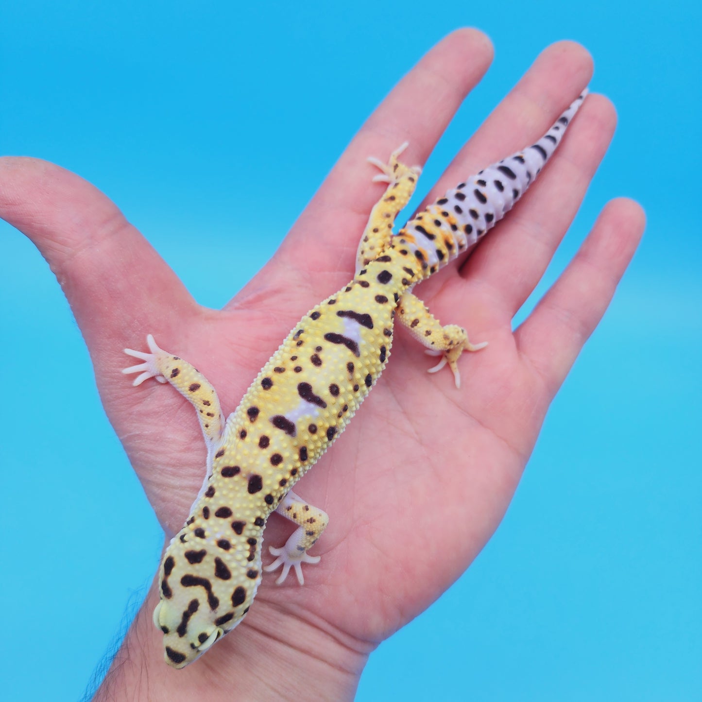 Male Afghan Bold Bandit White & Yellow Leopard Gecko