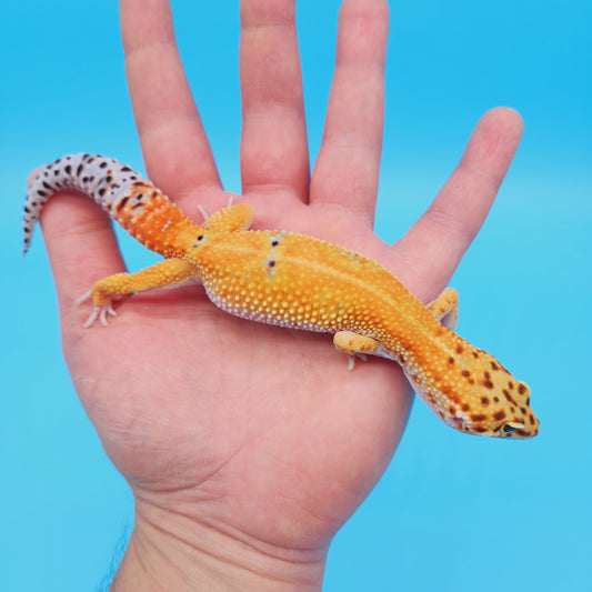 Male Hypo Inferno Tangerine Possible White & Yellow Leopard Gecko
