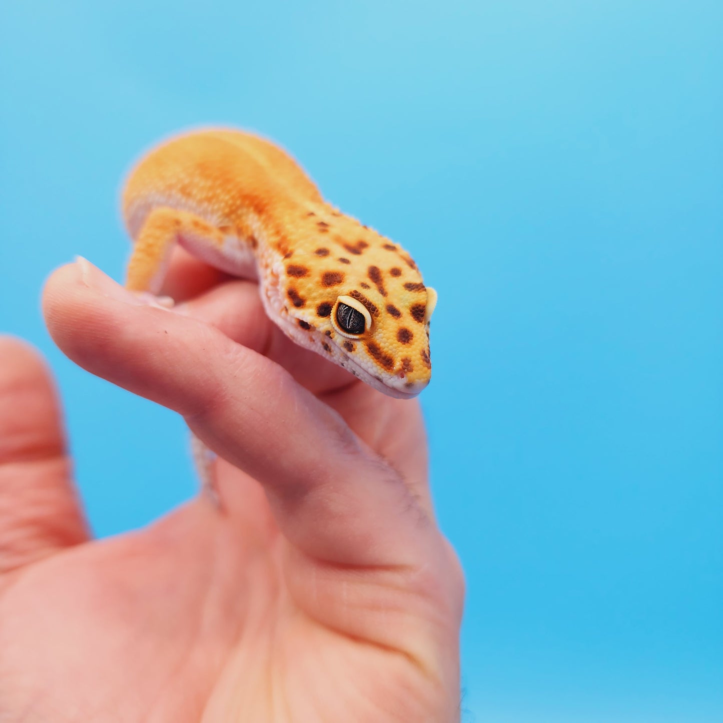 Male Hypo Inferno Tangerine Possible White & Yellow Leopard Gecko