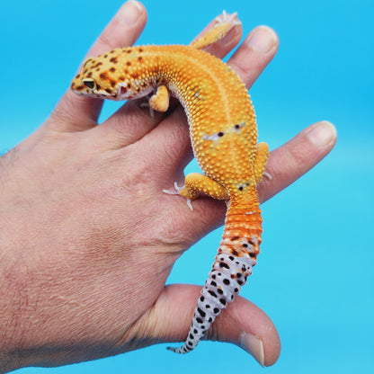 Male Hypo Inferno Tangerine Possible White & Yellow Leopard Gecko