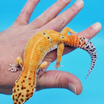Male Hypo Inferno Tangerine Possible White & Yellow Leopard Gecko