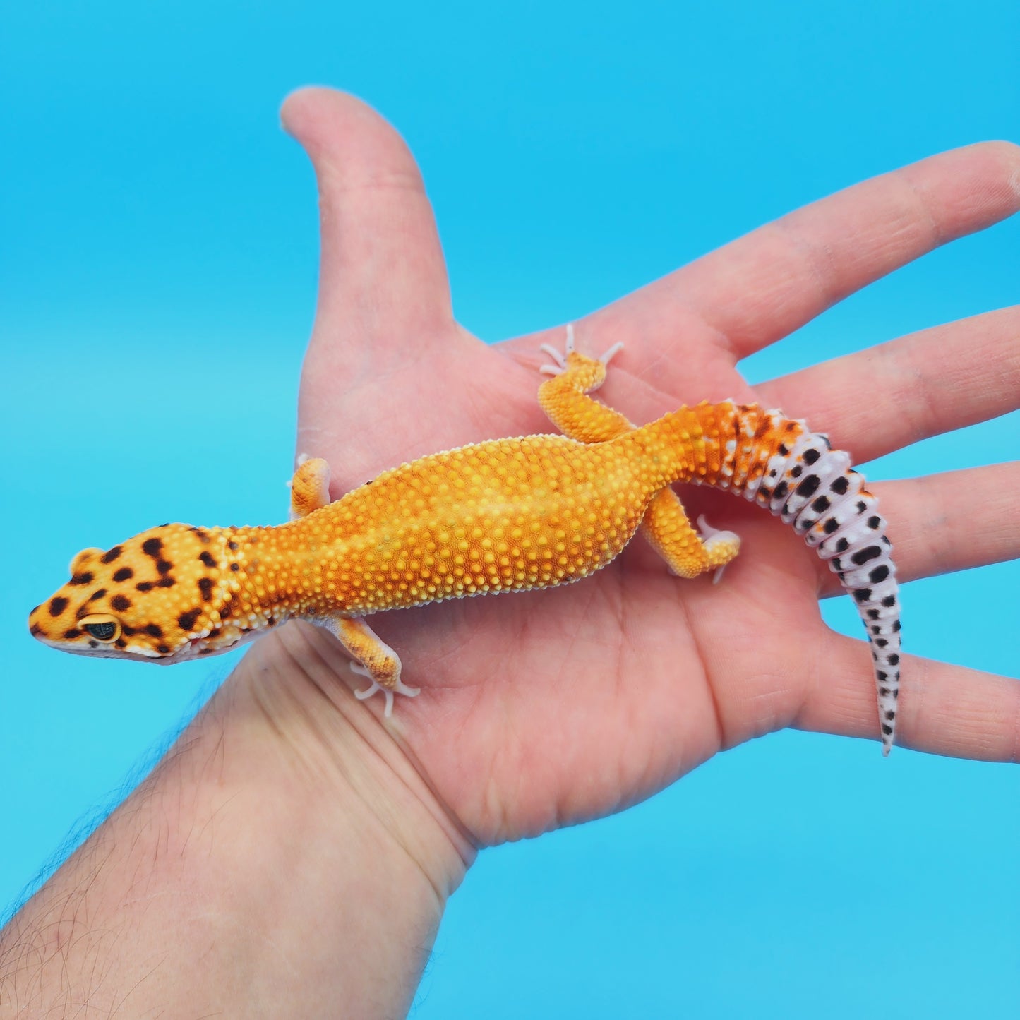 FANTASTIC Male Mandarin White & Yellow Leopard Gecko