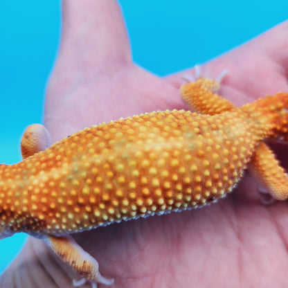 FANTASTIC Male Mandarin White & Yellow Leopard Gecko
