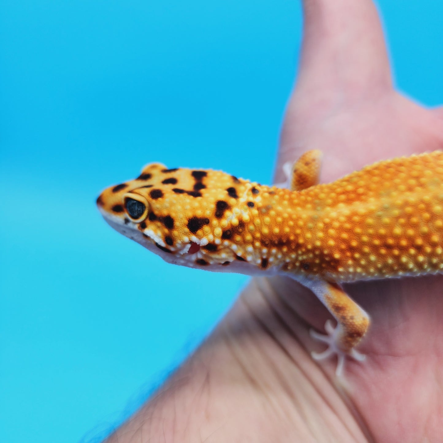 FANTASTIC Male Mandarin White & Yellow Leopard Gecko