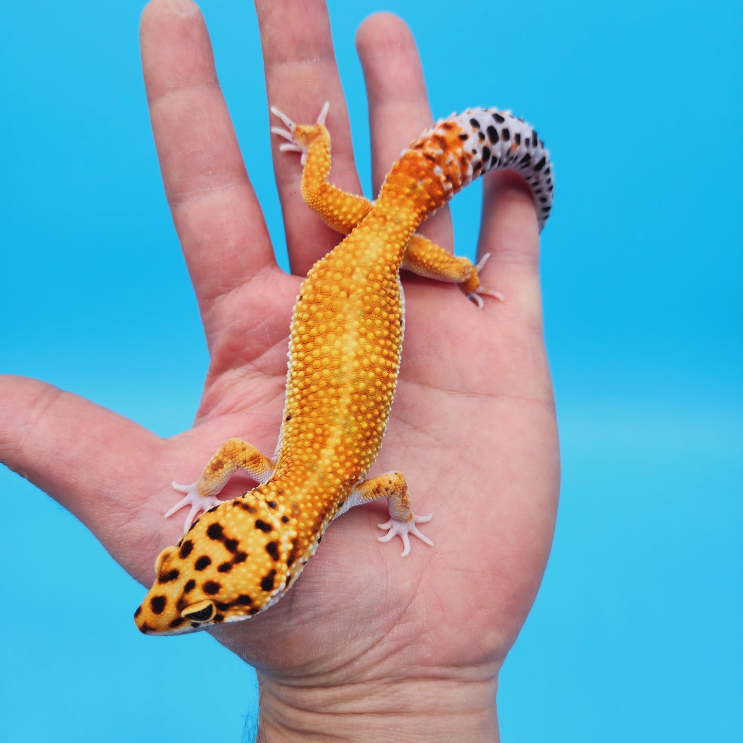 FANTASTIC Male Mandarin White & Yellow Leopard Gecko