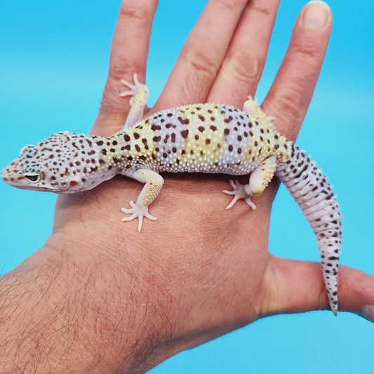Female Pure Fasciolatus Leopard Gecko