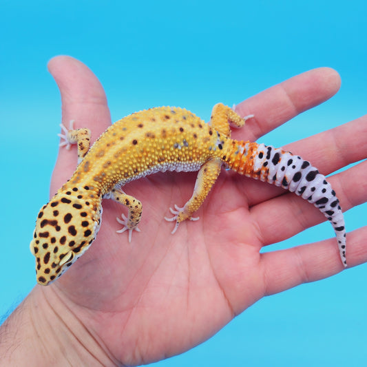 Male Manferno Bold Possible White & Yellow Leopard Gecko