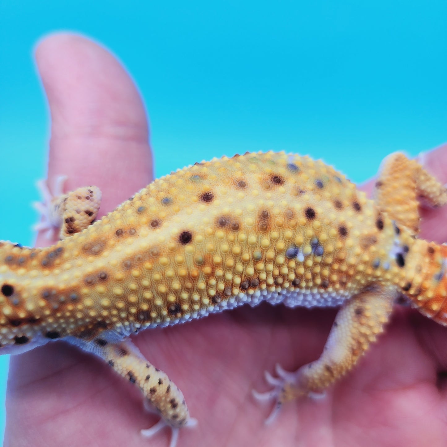 Male Manferno Bold Possible White & Yellow Leopard Gecko