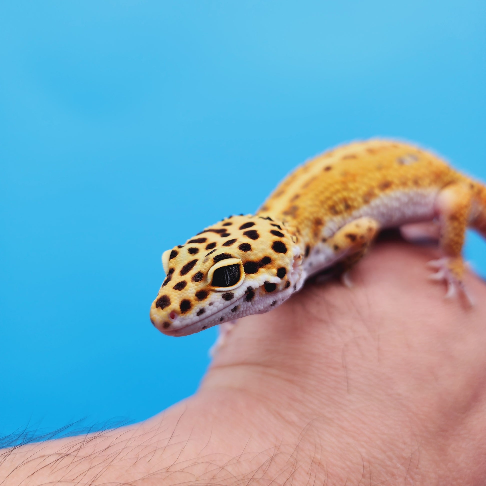 Male Manferno Bold Possible White & Yellow Leopard Gecko – Geeky Gecko