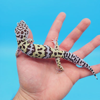 Male Pure Turcmenicus Leopard Gecko