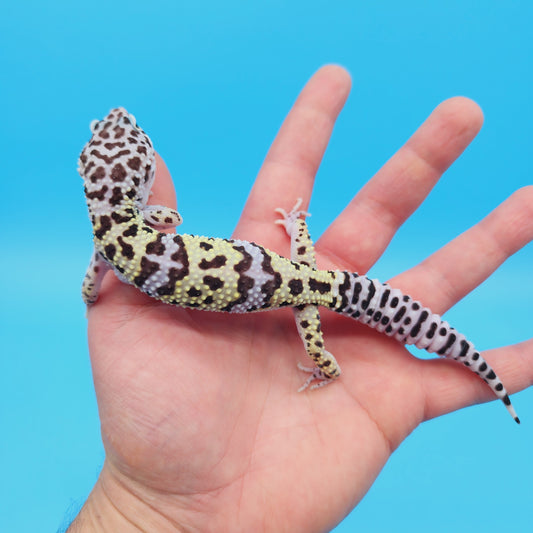 Male Pure Turcmenicus Leopard Gecko