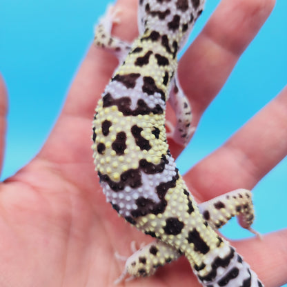 Male Pure Turcmenicus Leopard Gecko
