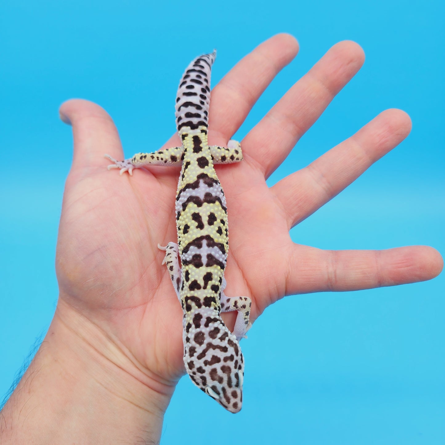 Male Pure Turcmenicus Leopard Gecko