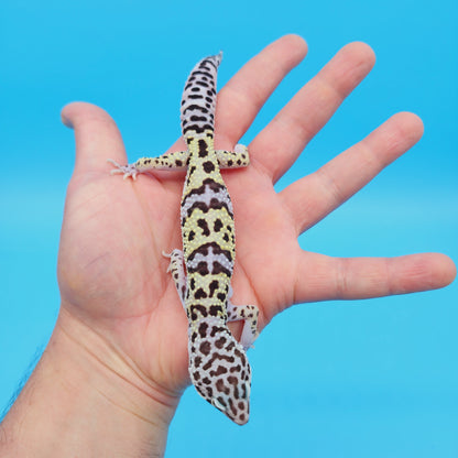 Male Pure Turcmenicus Leopard Gecko