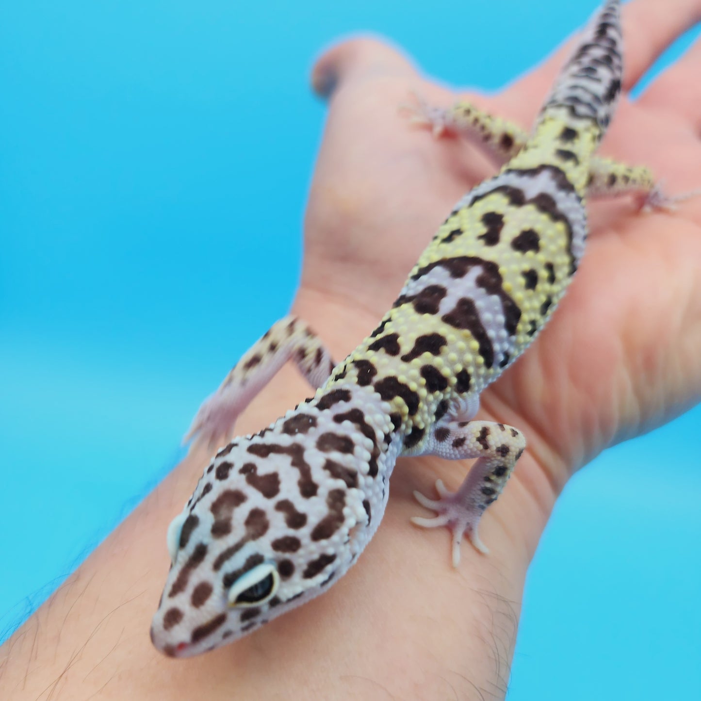 Male Pure Turcmenicus Leopard Gecko