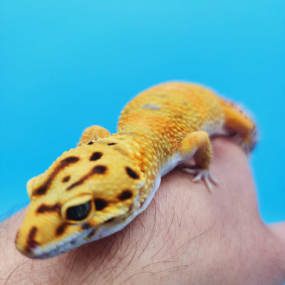 Female Mandarin Inferno Tangerine Emerine Possible White & Yellow Leopard Gecko