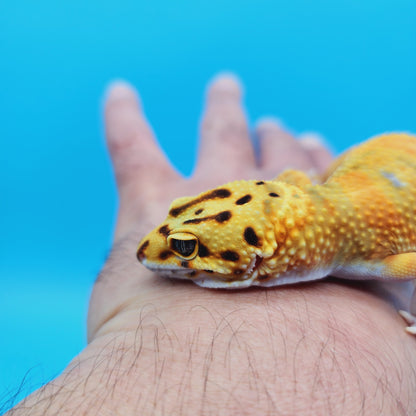 Female Mandarin Inferno Tangerine Emerine Possible White & Yellow Leopard Gecko