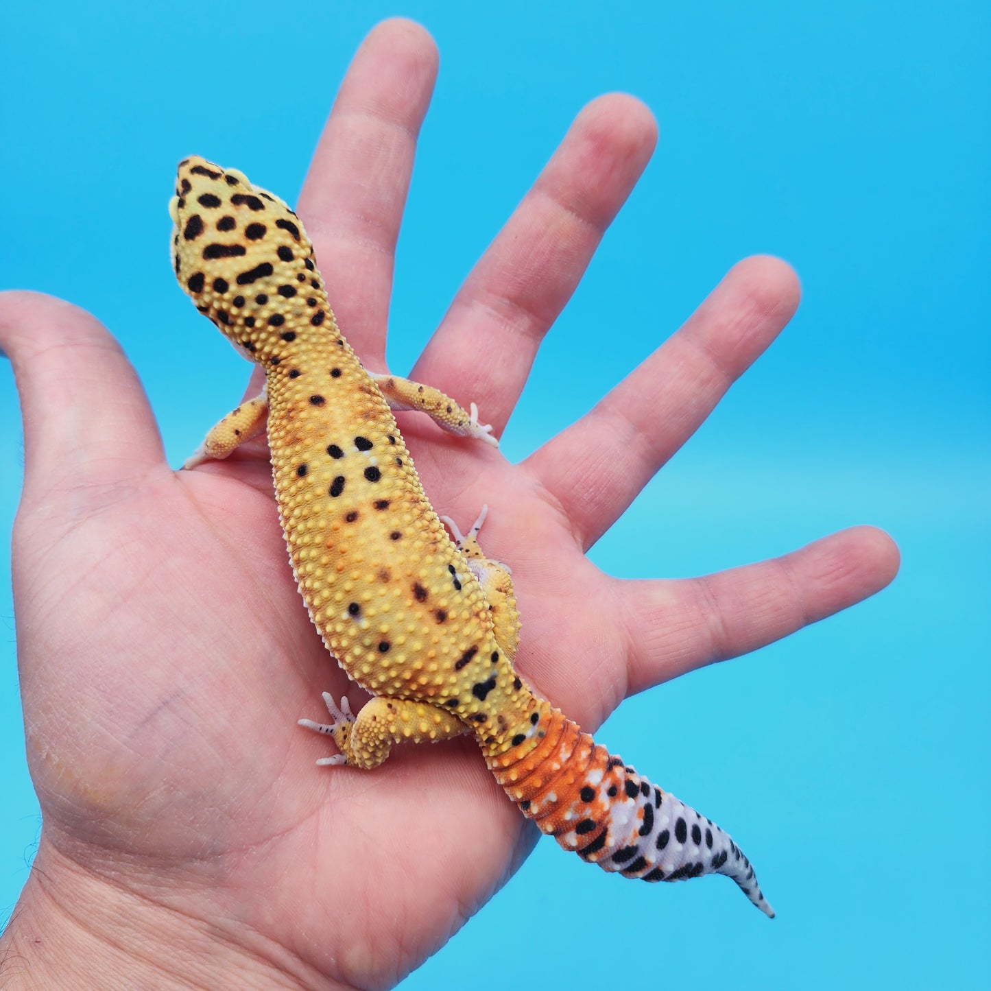 Female Inferno Tangerine Bold Cross Leopard Gecko