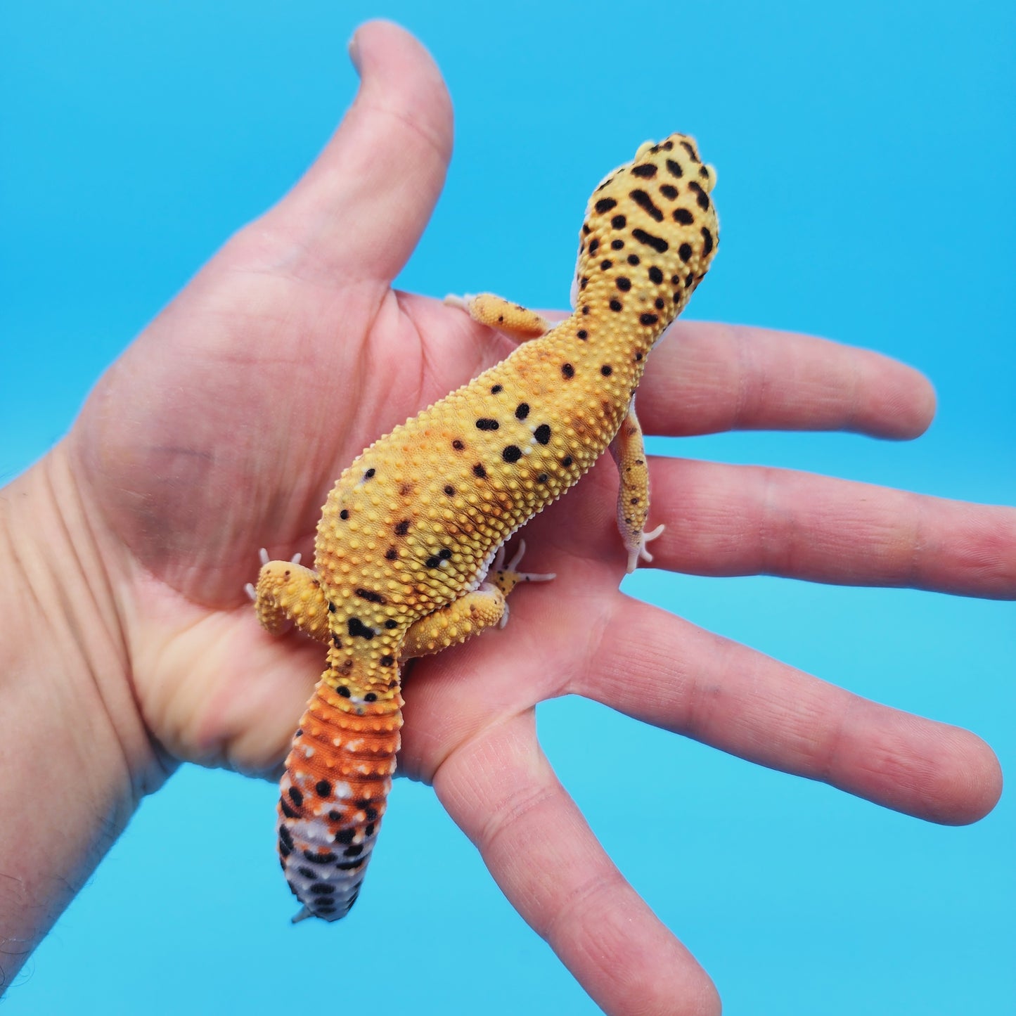 Female Inferno Tangerine Bold Cross Leopard Gecko