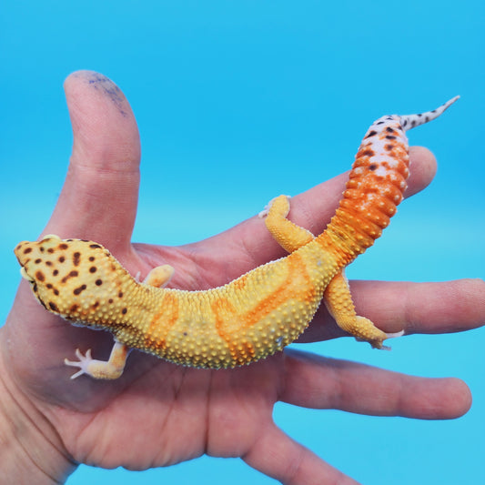 Male Mandarin Clown Leopard Gecko