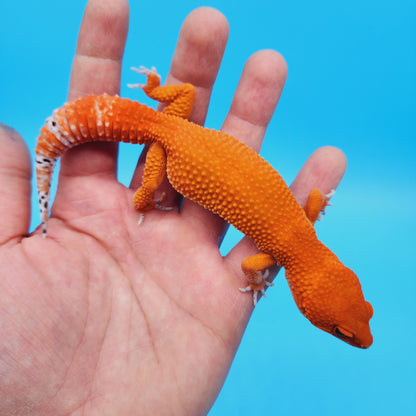 DEEP ORANGE Female Mandarin Inferno Tangerine Super Hypo Baldy Extreme Carrot Tail Leopard Gecko