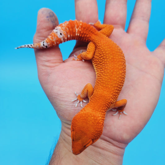 DEEP ORANGE Female Mandarin Inferno Tangerine Super Hypo Baldy Extreme Carrot Tail Leopard Gecko