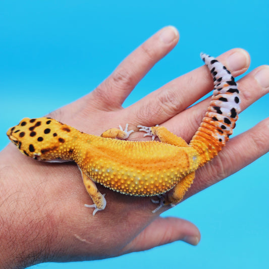 Male Inferno Tangerine Clown Emerine Red Stripe Leopard Gecko