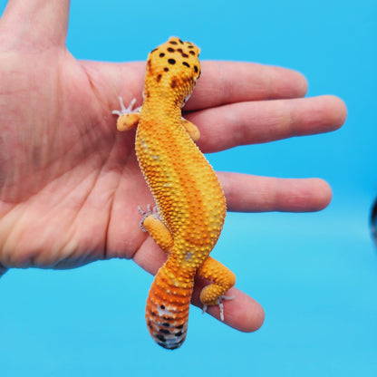 Male Inferno Tangerine Clown Emerine Red Stripe Leopard Gecko