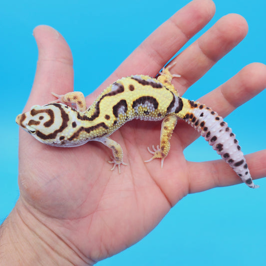 Male Hyper Xanthic Bold Stripe White & Yellow Leopard Gecko