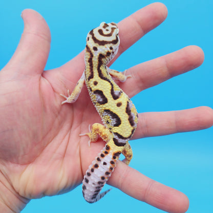 Male Hyper Xanthic Bold Stripe White & Yellow Leopard Gecko