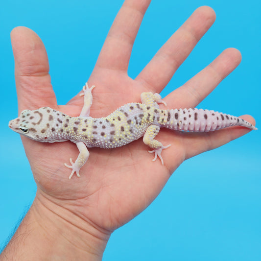 Male FREEZE Fasciolatus Mack Snow Leopard Gecko