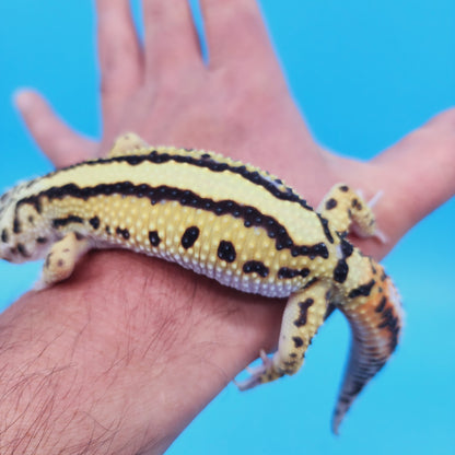 Male Hyper Xanthic Thick Boldstripe Leopard Gecko