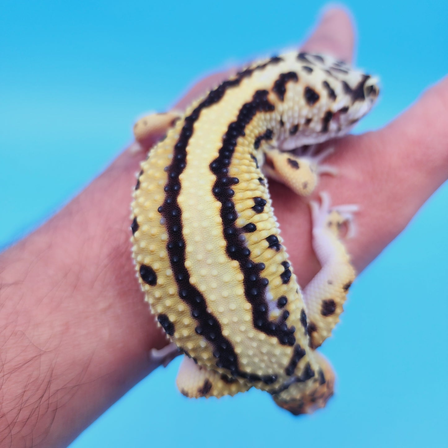 Male Hyper Xanthic Thick Boldstripe Leopard Gecko