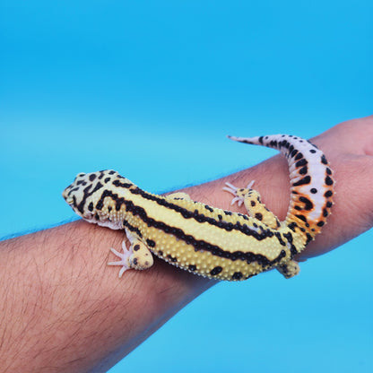 Male Hyper Xanthic Thick Boldstripe Leopard Gecko