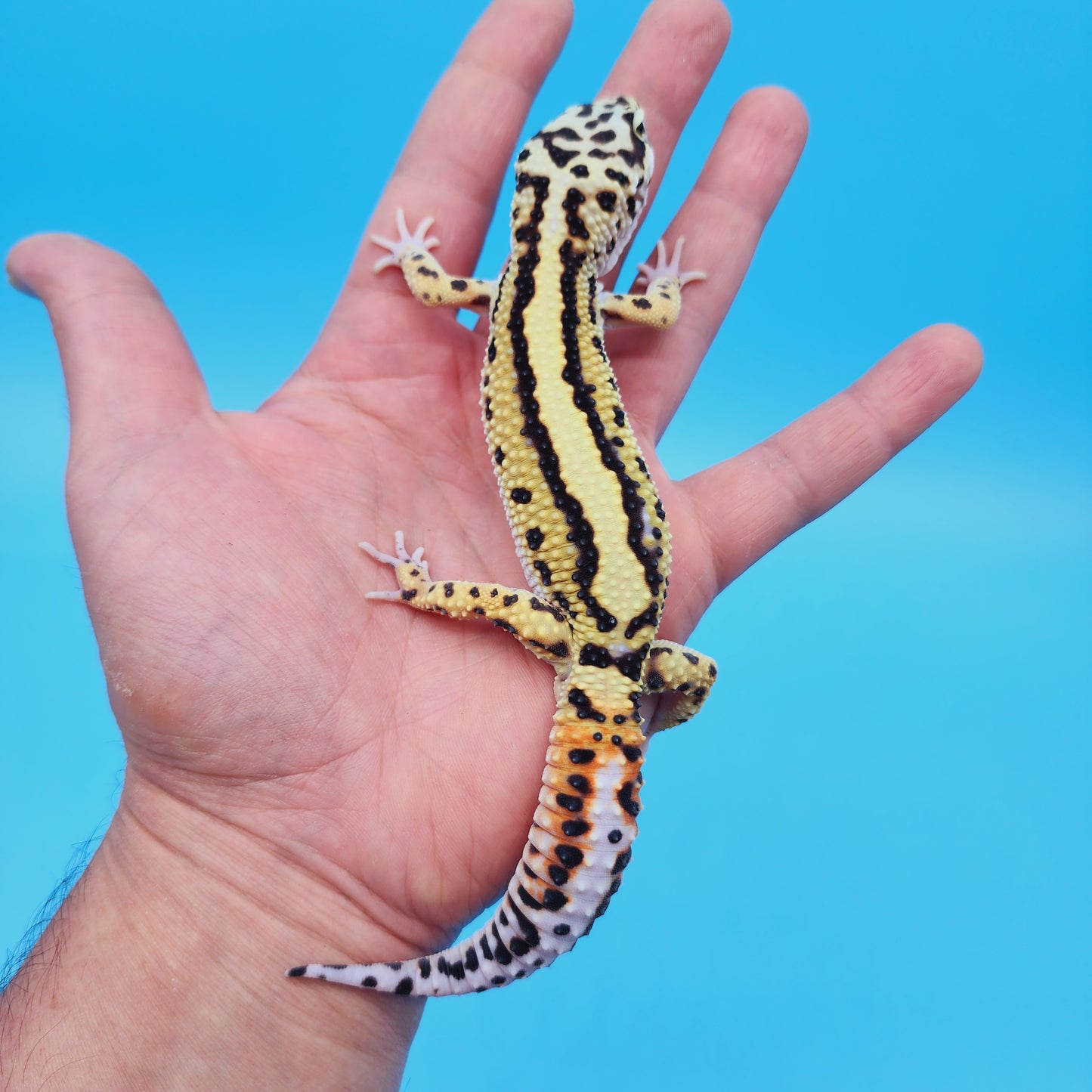 Male Hyper Xanthic Thick Boldstripe Leopard Gecko