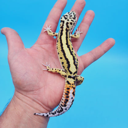 Male Hyper Xanthic Thick Boldstripe Leopard Gecko