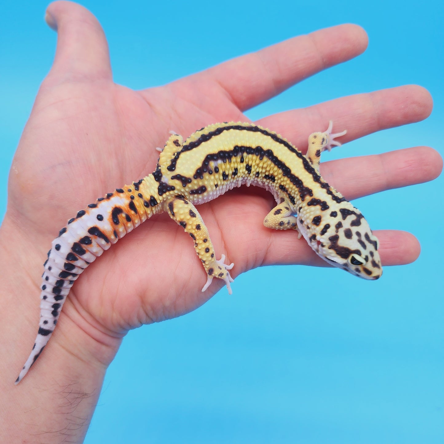 Male Hyper Xanthic Thick Boldstripe Leopard Gecko