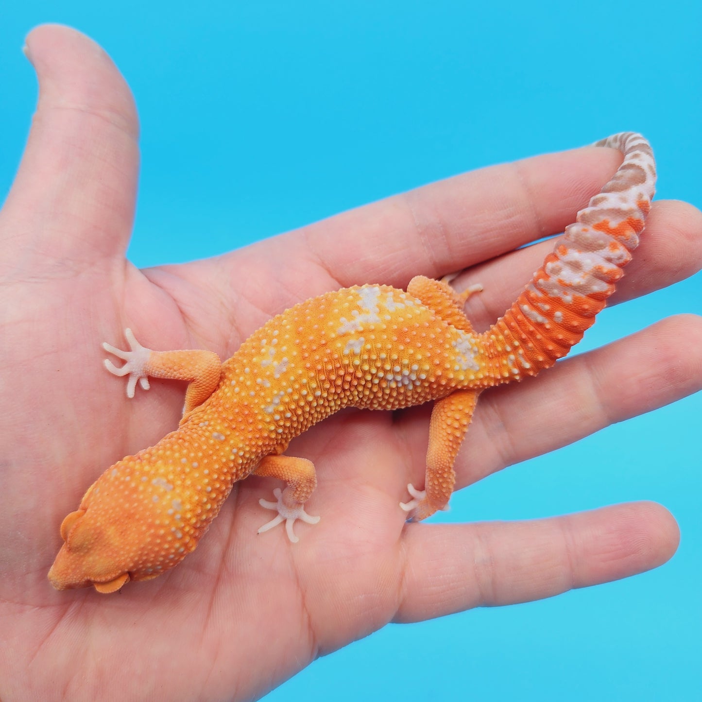 Male Mandarin Inferno Tangerine Jungle Tremper Albino Leopard Gecko
