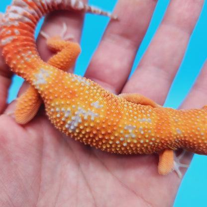 Male Mandarin Inferno Tangerine Jungle Tremper Albino Leopard Gecko