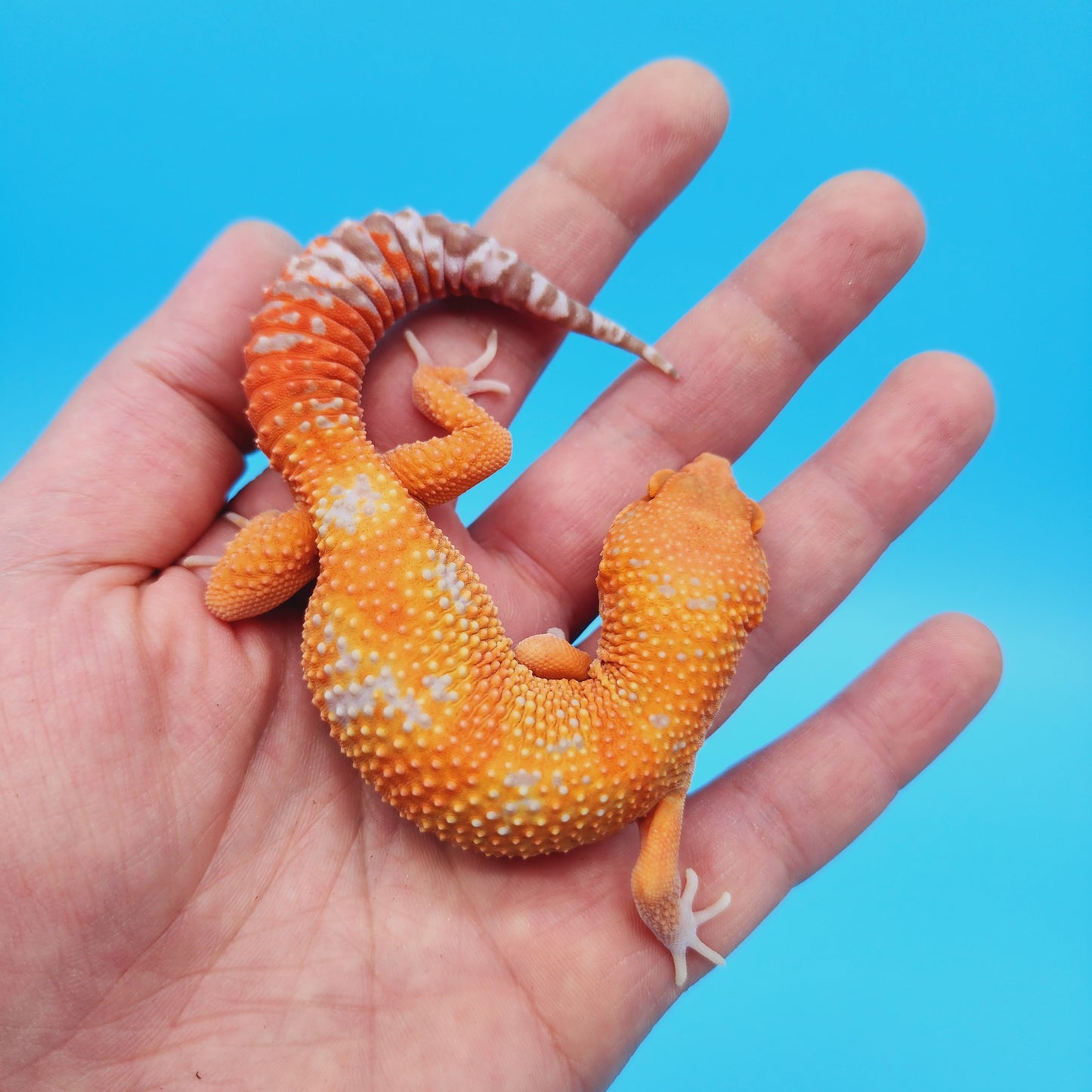 Male Mandarin Inferno Tangerine Jungle Tremper Albino Leopard Gecko