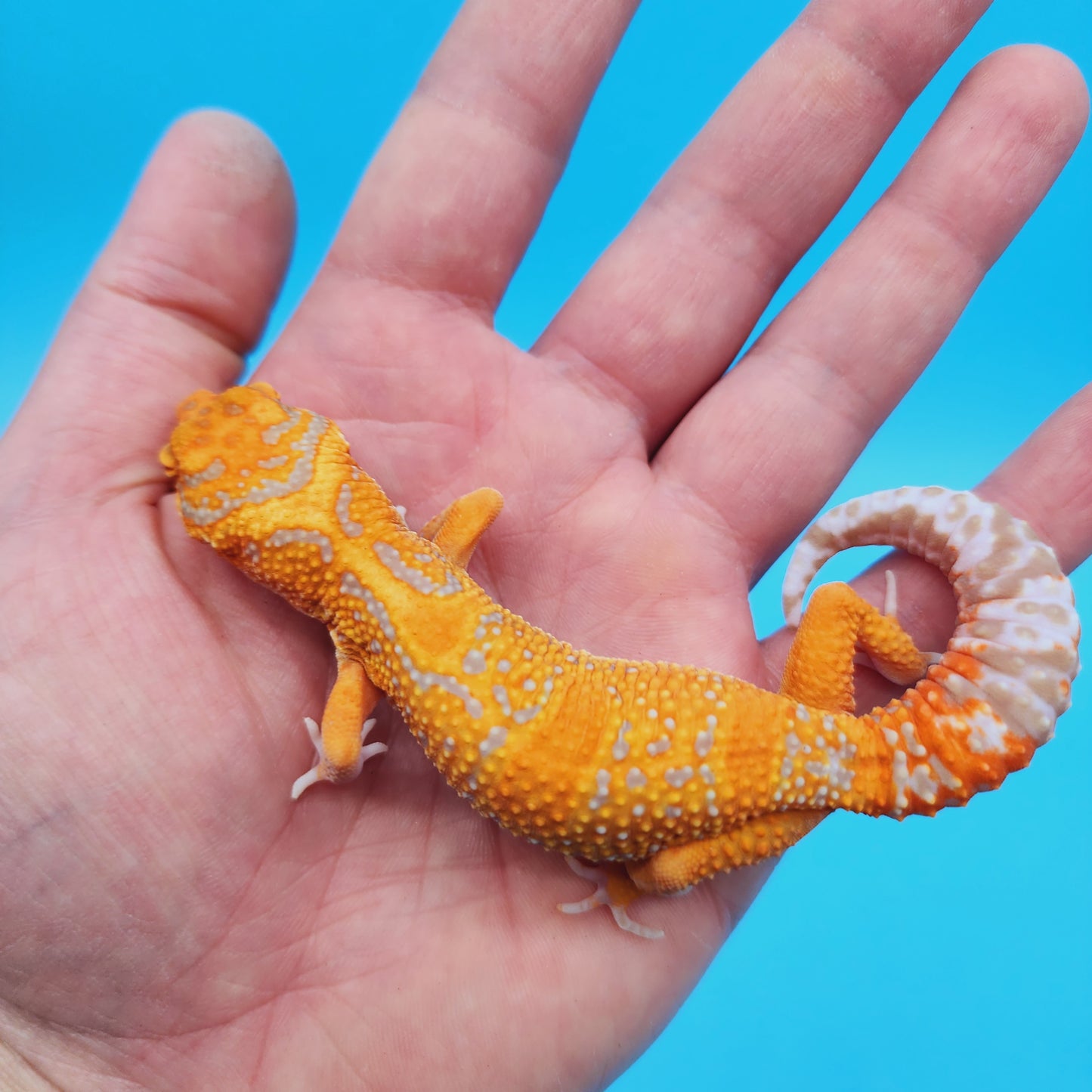 Female Mandarin Inferno Jungle Tremper Albino Leopard Gecko (slow grower)