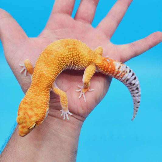 Male Super Hypo Mandarin Tangerine Bold White & Yellow Leopard Gecko